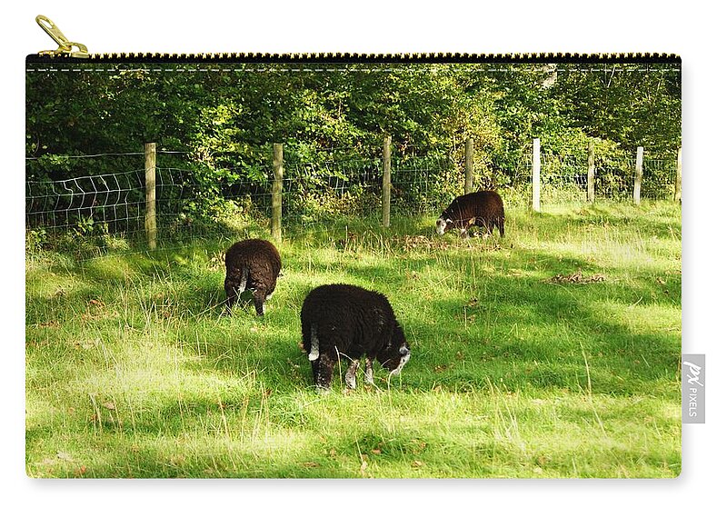 Sheep. Lambs. Grazing. Field. Nature. Landscape. Keswick. Cumbria. Flock. Trees. Grass. Farming. Sunlight. Shadows. England. Uk. Great Britain. Fence. Outdoors. Dewentwater. Lake District Zip Pouch featuring the photograph Keswick. Black Sheep Grazing by Lachlan Main