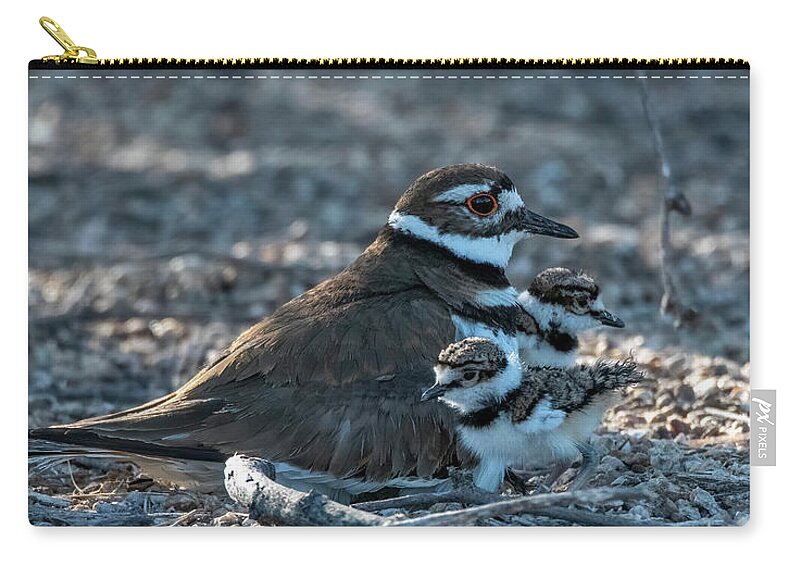 Killdeer Zip Pouch featuring the photograph Killdeer Adult and Chicks 5453-042422-2 by Tam Ryan