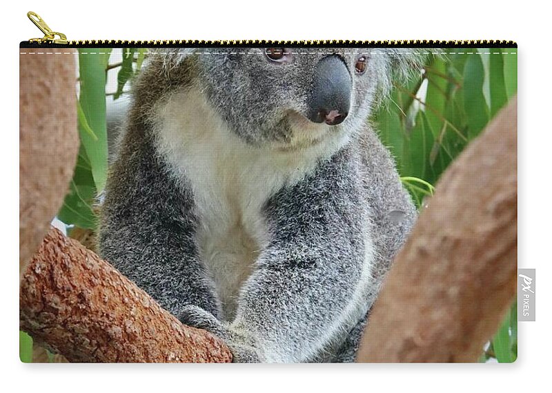 Koala Zip Pouch featuring the photograph Koala by Sarah Lilja