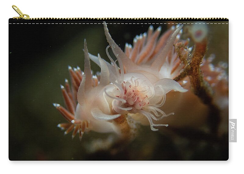 Nudibranch Zip Pouch featuring the photograph Lady and the Tramp nudibranchs by Brian Weber