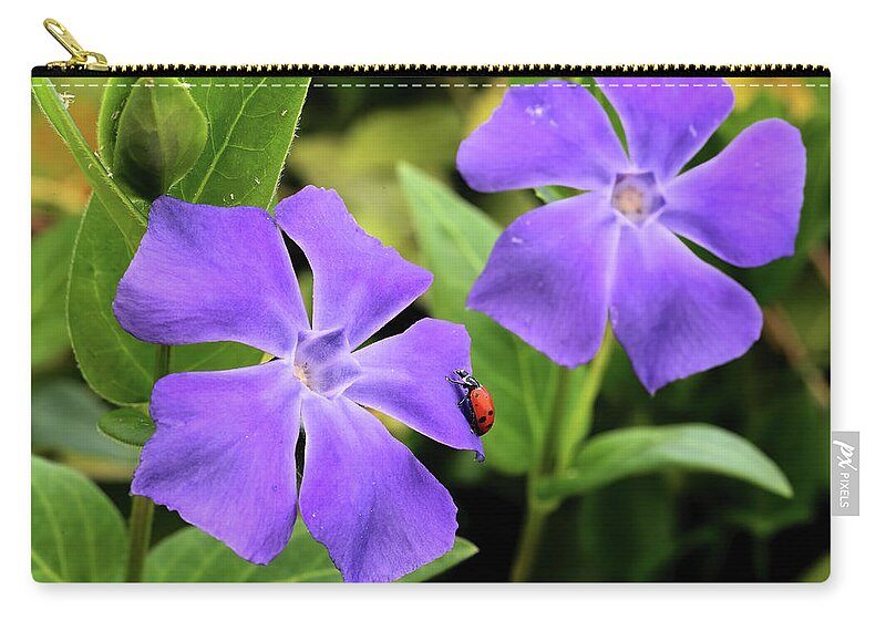 Lady Bug Zip Pouch featuring the photograph Lady Bug on Vinca by Bob Falcone