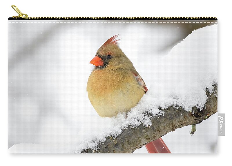 Cardinal Zip Pouch featuring the photograph Lady Cardinal In The Snow 2022 by Lara Ellis