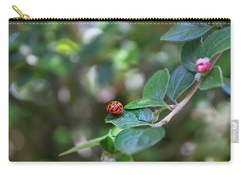 Ladybug Zip Pouch featuring the photograph Ladybug by MPhotographer