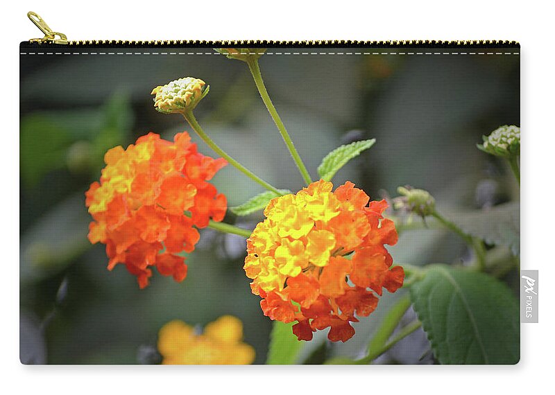 Lantana Zip Pouch featuring the photograph Lantana Blooms by Terence Davis