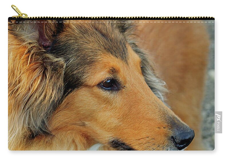 Pet Zip Pouch featuring the photograph Lassie Come Home by Tikvah's Hope