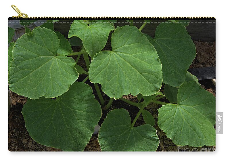 Leaf Zip Pouch featuring the photograph Leaf Pattern and Texture by Kae Cheatham