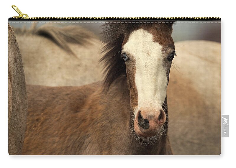 Cute Foal Zip Pouch featuring the photograph Lil Blu by Shannon Hastings