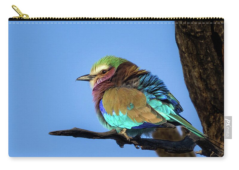 Lilac-breasted Roller Zip Pouch featuring the photograph Lilac-Breasted Roller by Elvira Peretsman