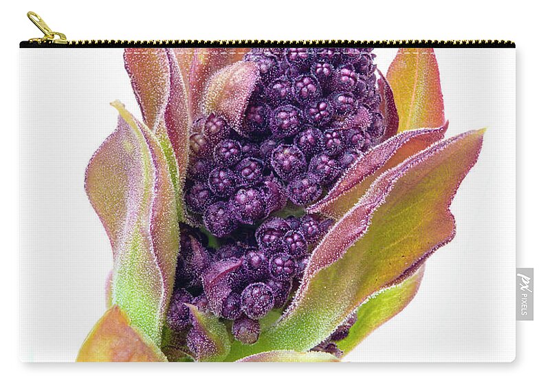 Lilac Zip Pouch featuring the photograph Lilac bud by Jim Hughes