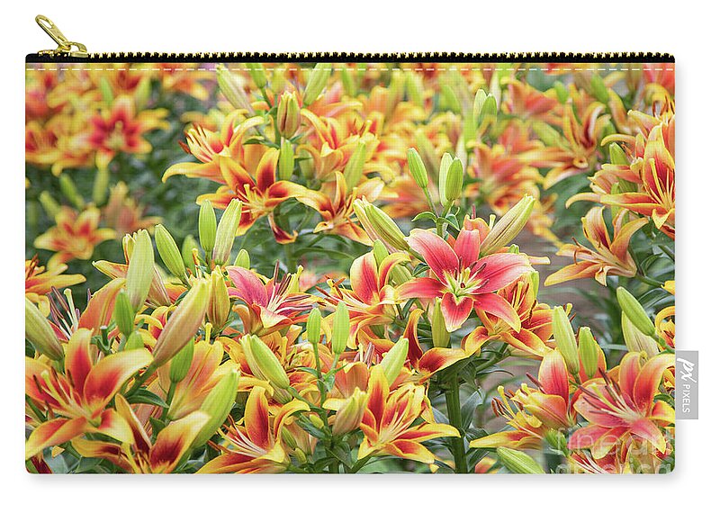 Gardens Zip Pouch featuring the photograph Lilycrest Lilymania by Marilyn Cornwell