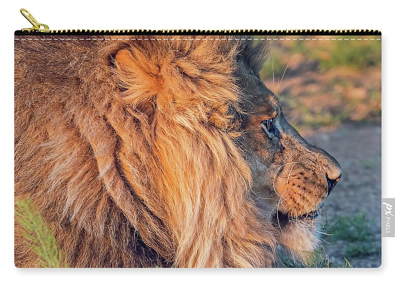 Wildlife Zip Pouch featuring the photograph Lion Profile by Tom Watkins PVminer pixs