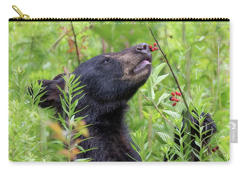 Black Bear Zip Pouch featuring the photograph Little Berry Eater - Black Bear Yearling by Susan Rissi Tregoning