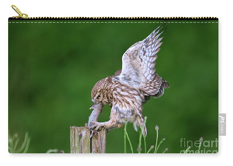 Little Owl Zip Pouch featuring the photograph Little Owl Landing with Mouse on Post by Arterra Picture Library