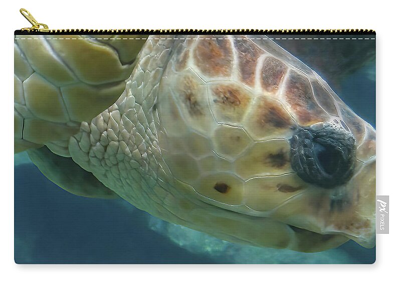 Sea Turtle Zip Pouch featuring the photograph Loggerhead Sea Turtle by Rebecca Herranen
