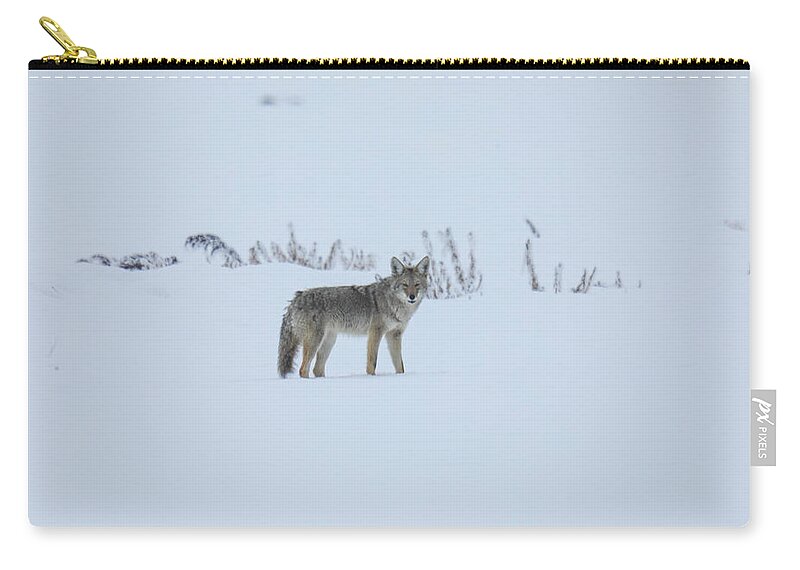 Coyote Zip Pouch featuring the photograph Lone coyote in the snow by Jeff Swan
