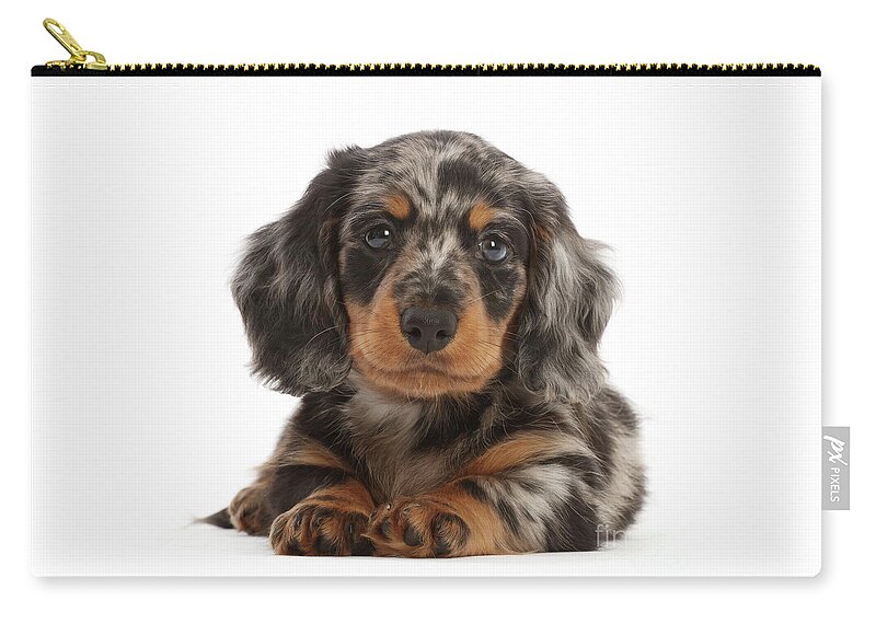 Long-haired Dapple Dachshund puppy Carry-all Pouch by Warren Photographic -  Fine Art America