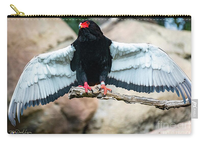 Bateleur Eagle Carry-all Pouch featuring the photograph Look at My Wingspan by David Levin