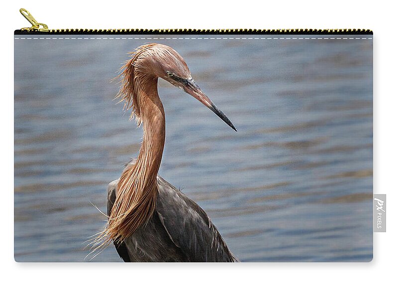 Reddish Egret Zip Pouch featuring the photograph Look Back by Les Greenwood