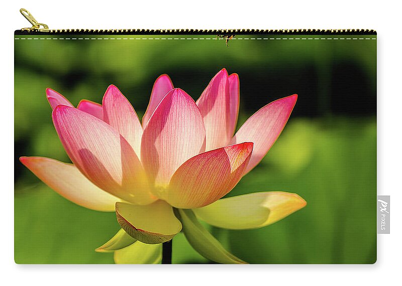 Kenilworth Gardens Zip Pouch featuring the photograph Lotus and bee by Robert Miller