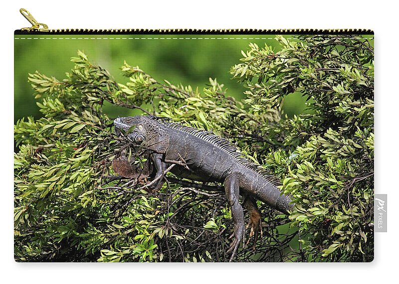 Florida Carry-all Pouch featuring the photograph Lounging Lizard by Jennifer Robin