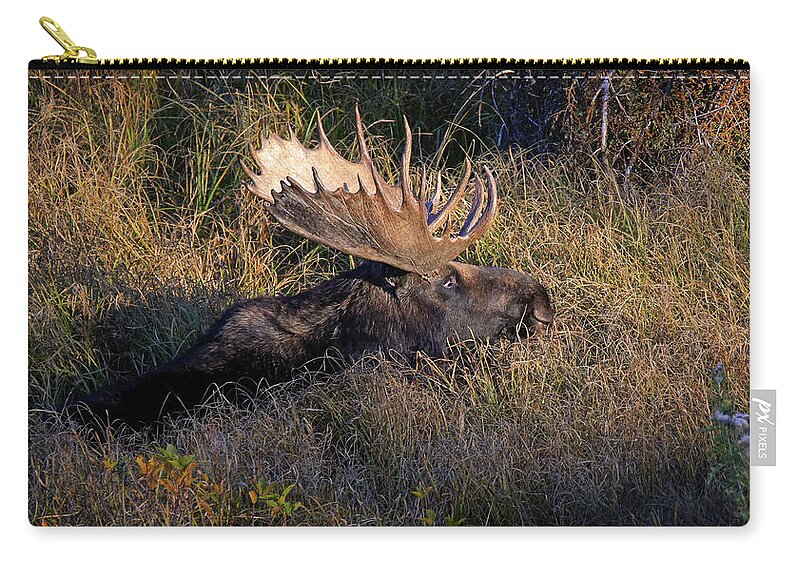 Lounging Moose Zip Pouch featuring the photograph Lounging Moose by Dan Sproul