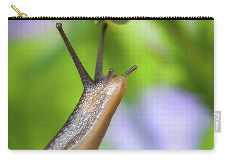 Campanula Zip Pouch featuring the photograph Lovely garden snail close up on flower by Simon Bratt