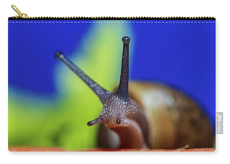 Animals Zip Pouch featuring the photograph Macro Photography - Snail by Amelia Pearn