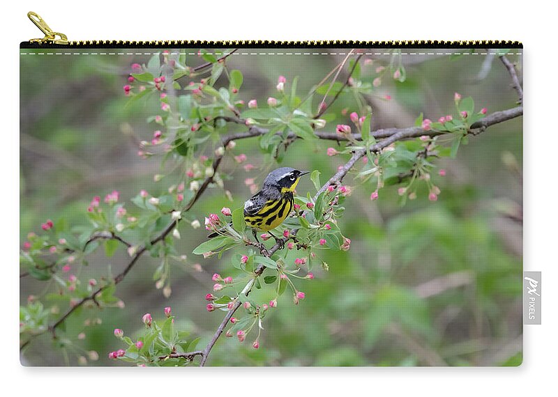 Bird Carry-all Pouch featuring the photograph Magnolia Warbler by Ron Grafe