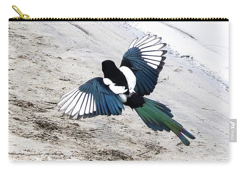 Yellow-billed Magpie Zip Pouch featuring the photograph Magpie in flight by Tahmina Watson