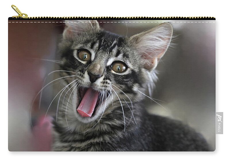 Maine Coon Zip Pouch featuring the photograph Maine Coon Cat 5 by Mingming Jiang