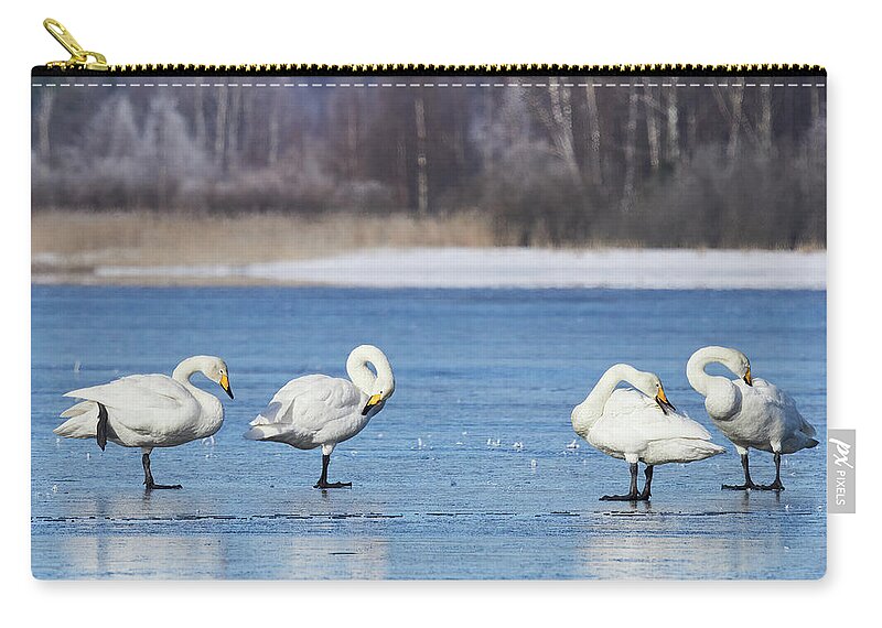Finland Zip Pouch featuring the photograph Maintenance break. Whooper Swan by Jouko Lehto