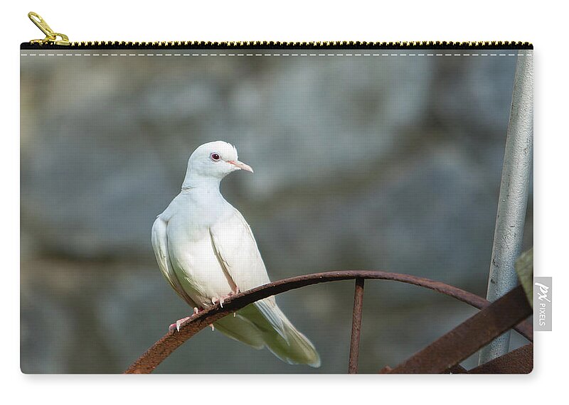 Doves Zip Pouch featuring the photograph Malachi_9780 by Rocco Leone