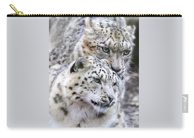 Wildlife Zip Pouch featuring the photograph Male and female snow leopards, mating pair by Jane Rix