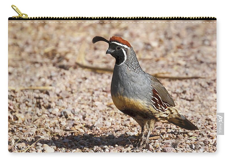 Quail Zip Pouch featuring the photograph Male Gambel's Quail by Susan Rissi Tregoning