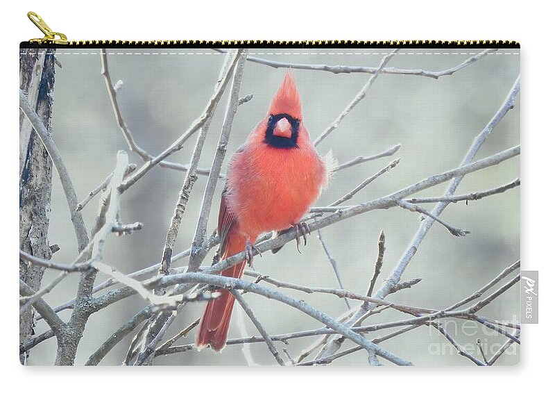 Male Zip Pouch featuring the photograph Male In Late Winter by Eunice Miller