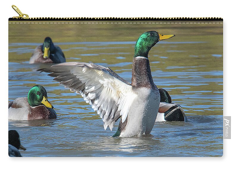 Nature Zip Pouch featuring the photograph Mallard Drake Flapping His Wings DWF0205 by Gerry Gantt