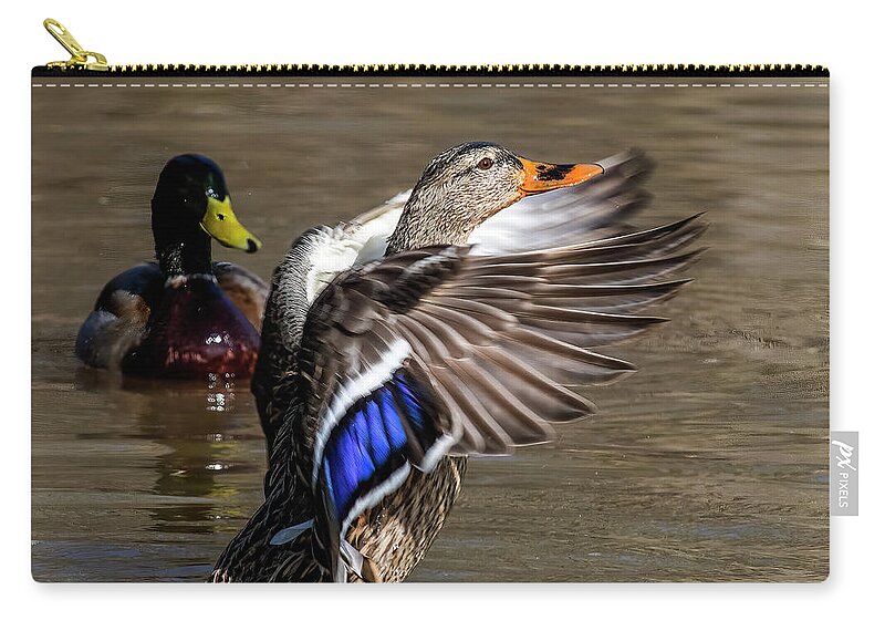 Nature Zip Pouch featuring the photograph Mallard Hen Flapping Her Wings DWF0250 by Gerry Gantt