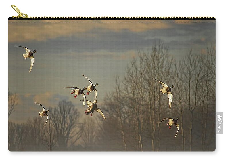 Waterfowl Zip Pouch featuring the photograph Mallards With Wings Set by Dale Kauzlaric