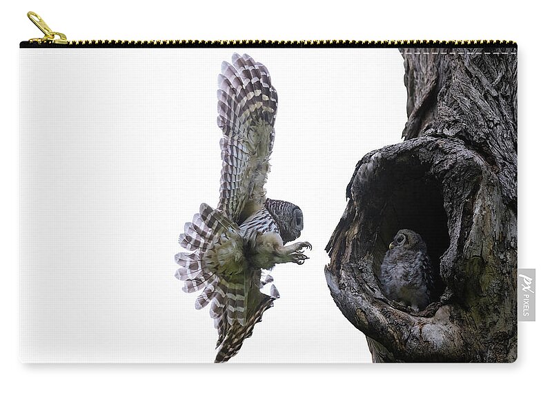 Cute Owlet Zip Pouch featuring the photograph Mama Barred Owl approaching its baby by Puttaswamy Ravishankar