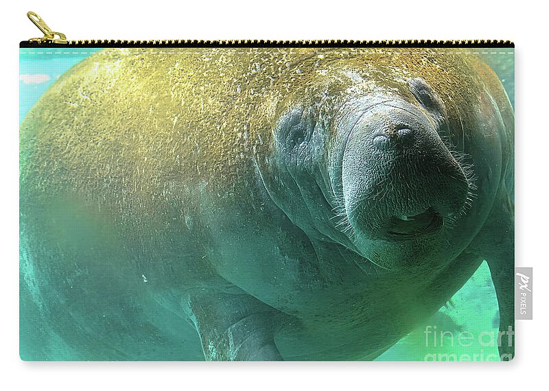 Manatee Zip Pouch featuring the photograph Manatee feeding underwater by Benny Marty