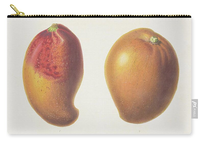 Mango Drawings Zip Pouch featuring the digital art Mango c. 1812 by Kim Kent