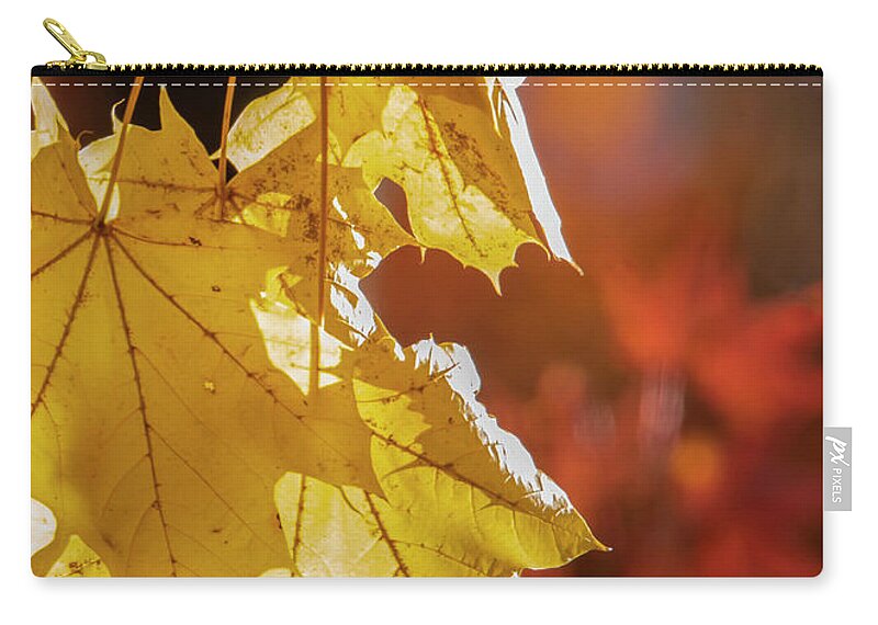 Autumn Zip Pouch featuring the photograph Maple Gold by Cathy Kovarik