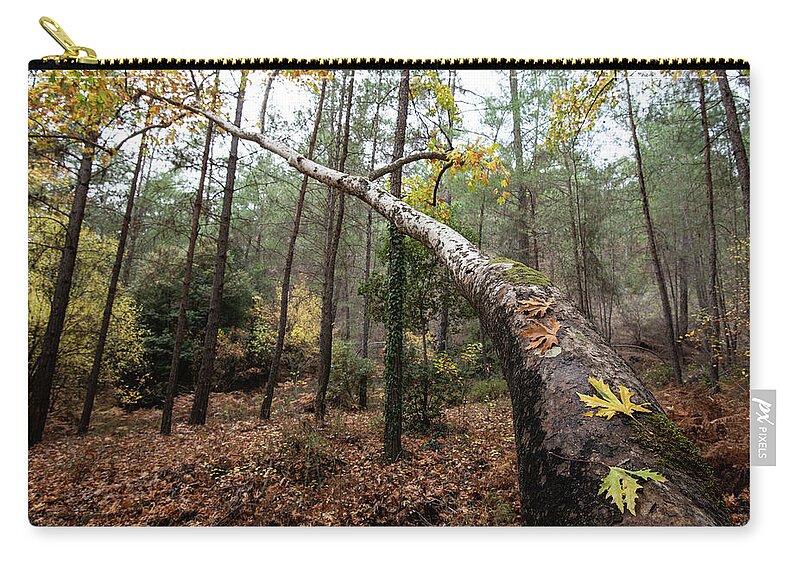 Autumn Carry-all Pouch featuring the photograph Maple leaves on a tree branch in autumn. Fall season in a forest. by Michalakis Ppalis