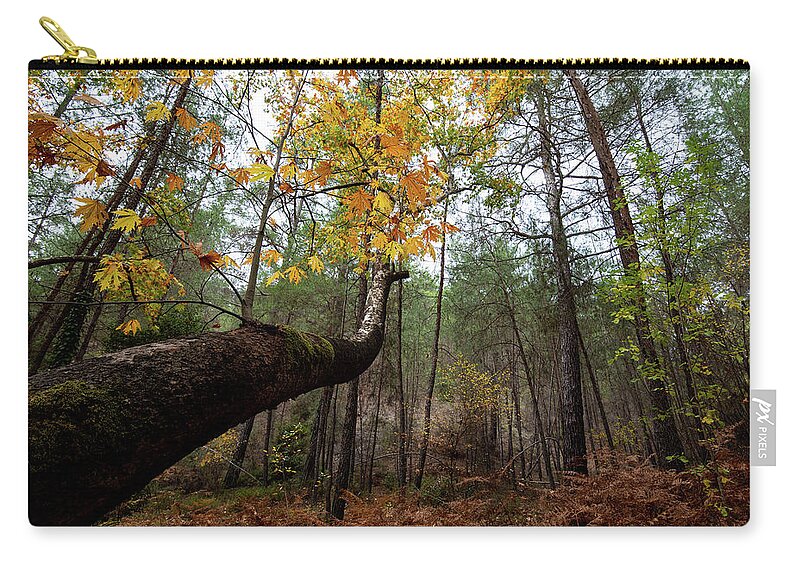 Autumn Zip Pouch featuring the photograph Maple tree with yellow leaves in autumn in a forest . Troodos Cyprus by Michalakis Ppalis