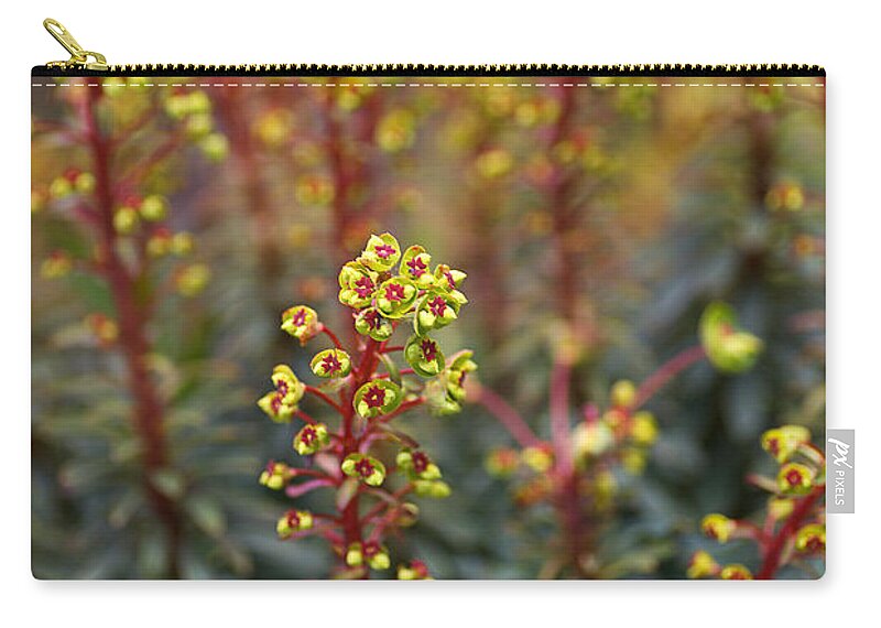 Euphorbia Characias Zip Pouch featuring the photograph Mediterranean Spurge Buds by Joy Watson