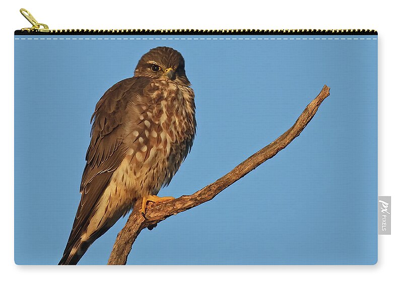 Merlin Zip Pouch featuring the photograph Merlin 085, Indiana by Steve Gass