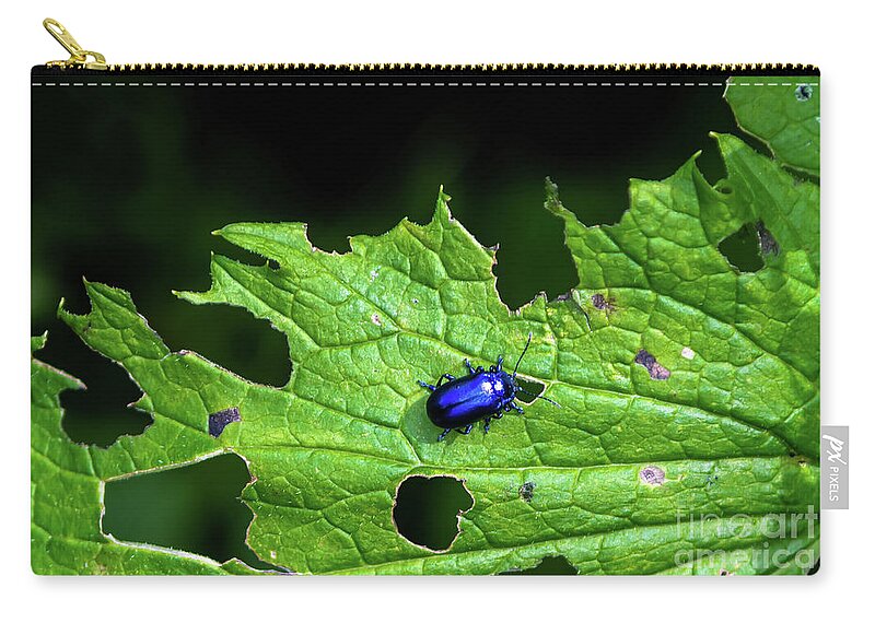 Agriculture Carry-all Pouch featuring the photograph Metallic Blue Leaf Beetle On Green Leaf With Holes by Andreas Berthold