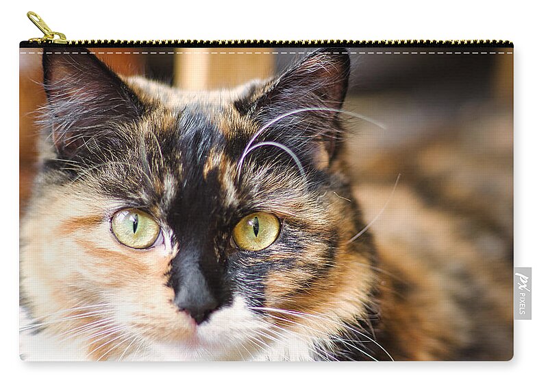 Cat Zip Pouch featuring the photograph Mini Me by Raymond Hill