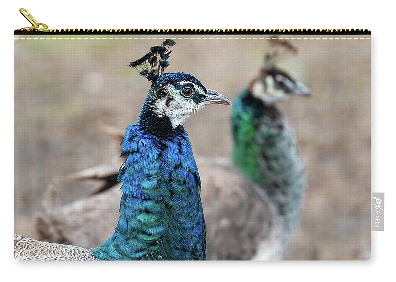 Bronx Zoo Zip Pouch featuring the photograph Mirror Peacocks by Kevin Suttlehan