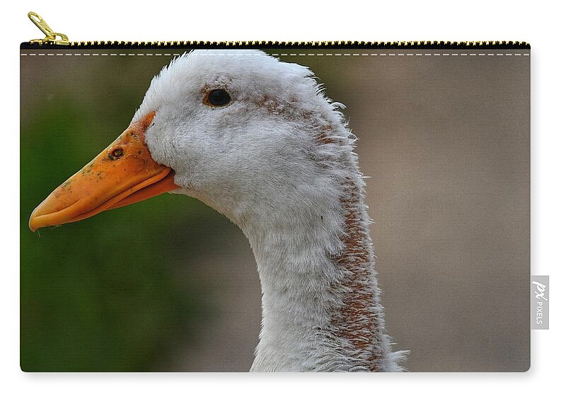 Photo Zip Pouch featuring the photograph Molting Duck by Evan Foster